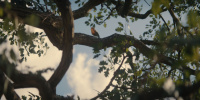 extant_AKnightOfTheSevenKingdoms_1x01-TheHedgeKnight_00422