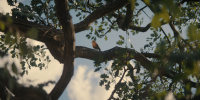 extant_AKnightOfTheSevenKingdoms_1x01-TheHedgeKnight_00423