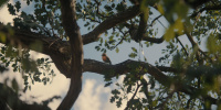 extant_AKnightOfTheSevenKingdoms_1x01-TheHedgeKnight_00424