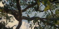 extant_AKnightOfTheSevenKingdoms_1x01-TheHedgeKnight_00425